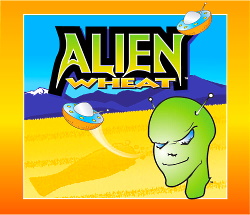 Alien Wheat Craft Beer from Sierra Blanca Brewery NM